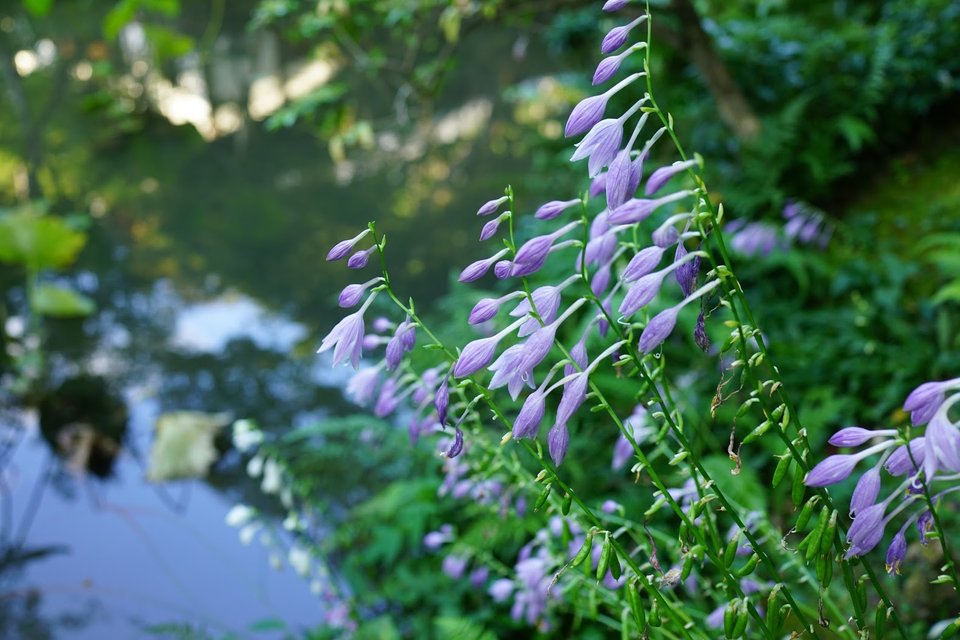 Flower-Enkoji